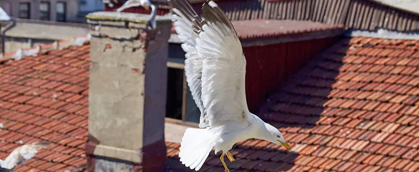 Residential Chimney Animal Removal Solution in Etobicoke, ON